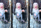Poor Baby Monkey Trapped in Palm Tree Hole – Monkey DAM