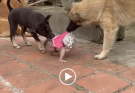 The Dogs Are Competing to Take the Baby Monkey for a Walk