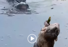 Monkey Tug-of-War: The Crocodiles Compete to Walk the Baby Primate